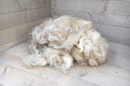 500 g A-Klasse - Bentheimer Landschaf (Elfenbeinfarbig)