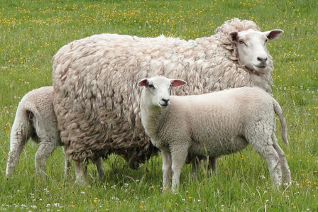 100 g gewaschene Vlieswolle - Swifter (Elfenbeinfarbig)