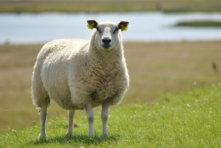 1 kg Basiswolle / Füllwolle - pur (Wollweiß)