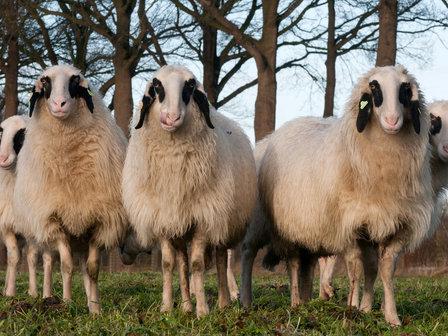 Ganzes Fell A-Klasse - K&auml;rntner Brillenschaf (Elfenbeinfarbig)