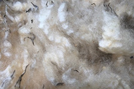 500 g A-Klasse - Poll Dorset (Elfenbeinfarbig)