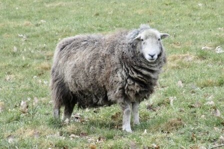 250 g gewaschene Vlieswolle - Herdwick (Grau)