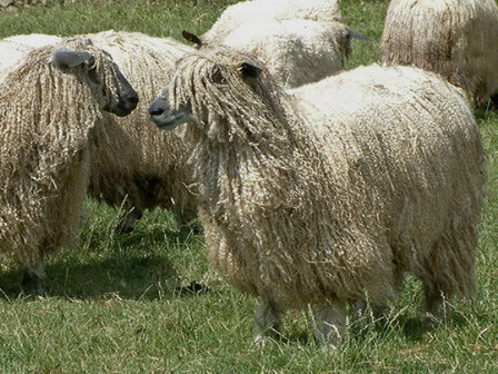 Gezwirntes Strickgarn LL 275 m - Wensleydaleschaf (Chamois)