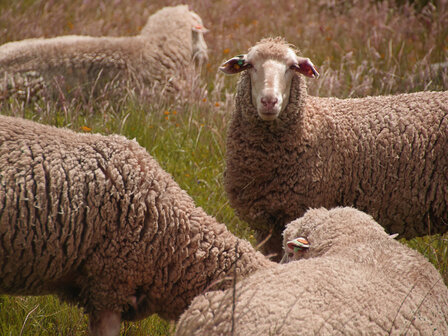 500 g A-Klasse - Merinoschaf (Elfenbeinfarbig)