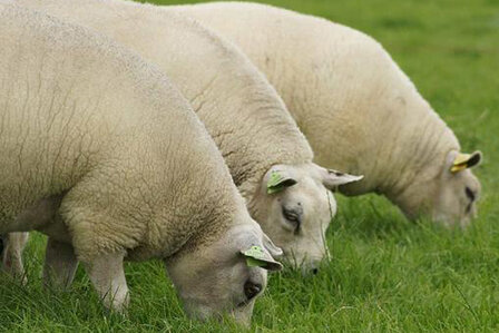 1 kg Lammwolle - Texelschaf (Elfenbeinfarbig)