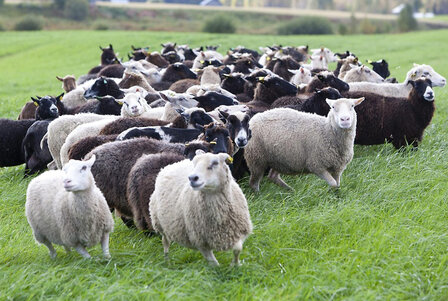 500 g A-Klasse - Finnisches Landschaf (Silbergrau)