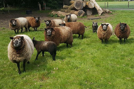 500 g Lammwolle - Blaue Texelschaf (Hellgraubraun)