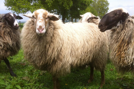 500 g gew. Kammzugwolle - Schoonebeeker (Naturfarben)