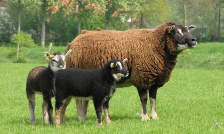 100 g gewaschene Vlieswolle - Dassenkopf (Moorit)