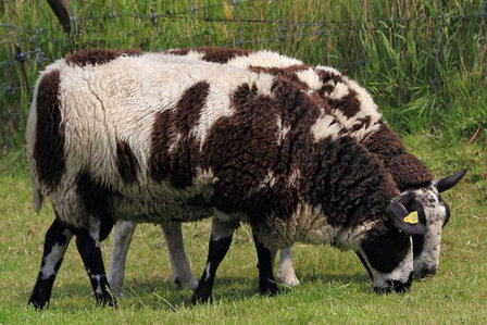 500 g gewaschene Vlieswolle - Nied.Buntes Sch. (Bunt gefleckt)