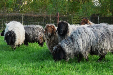 250 g gewaschene Vlieswolle - Karakul (Kupfer)