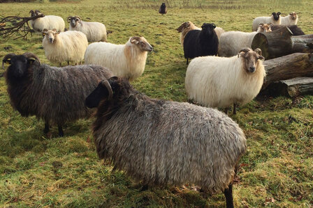 100 g gewaschene Vlieswolle - Drenter Heideschaf (R&ouml;tlich)