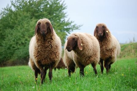 Gezwirntes Strickgarn LL 130 m - Bergschaf (Braun)