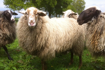 Ganzes XL Fell basisklasse - Schoonebeeker (Naturfarben)