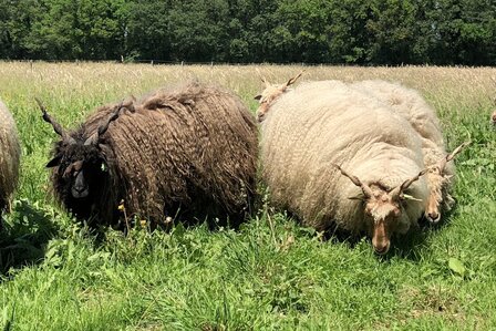 500 g Lammwolle - Zackelschaf (Elfenbeinfarbig)