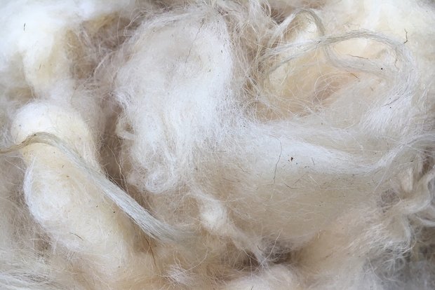 500 g A-Klasse - Bentheimer Landschaf (Elfenbeinfarbig)