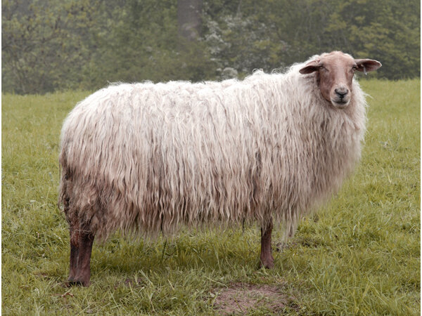 Ganzes Fell A-Klasse - Mergellander (Naturfarben)