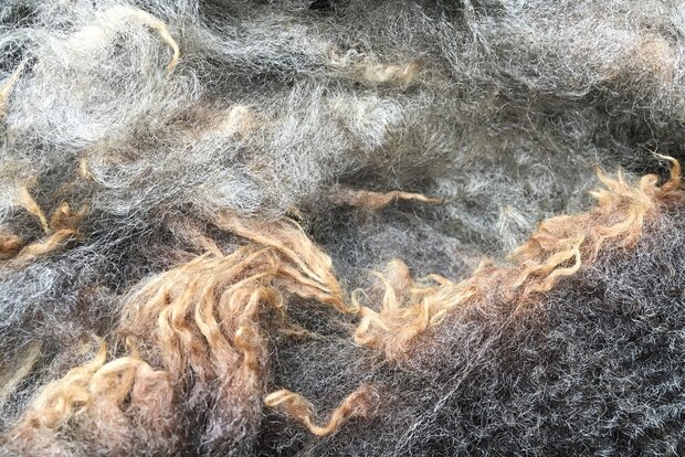 500 g Lammwolle - Blaue Texelschaf (Hellgraubraun)