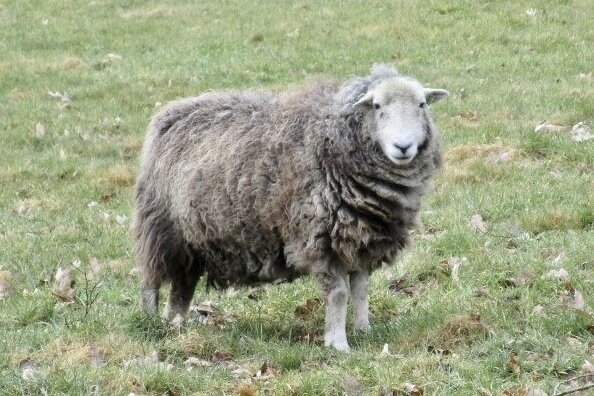 250 g gewaschene Vlieswolle - Herdwick (Grau)