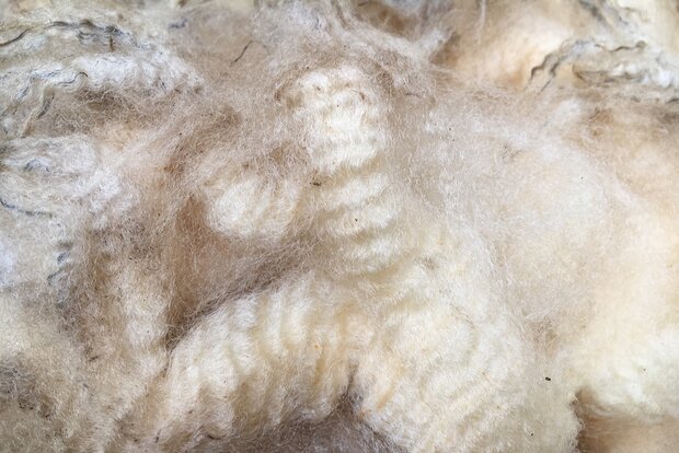 1 kg Lammwolle - Texelschaf (Elfenbeinfarbig)