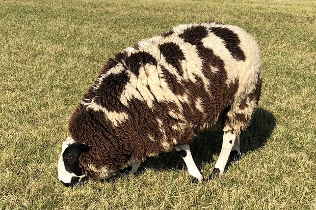 500 g A-Klasse - Niederländisches Buntes Schaf (Bunt gefleckt)