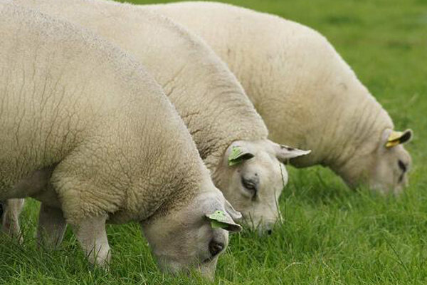 100 g gewaschene Vlieswolle - Texelschaf (Elfenbeinfarbig)