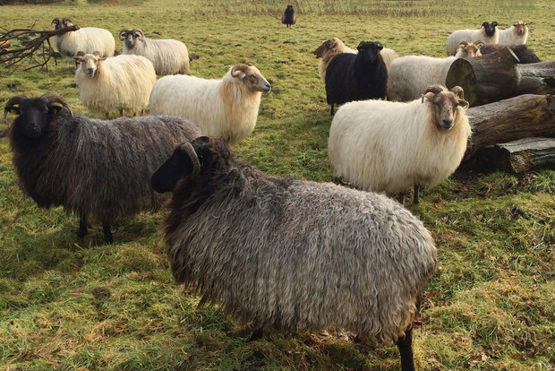 100 g gewaschene Vlieswolle - Drenter Heideschaf (Rötlich)