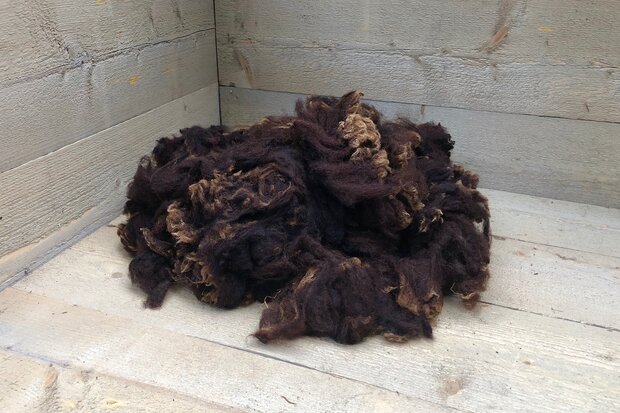500 g A-Klasse - Zwartbles (Rotbraun)