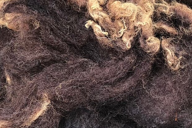 500 g A-Klasse - Zwartbles (Rotbraun)