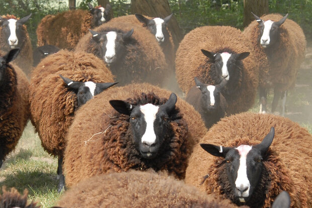 500 g Lammwolle - Zwartbles (Rotbraun)