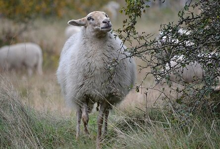 500 g A-Klasse - Entre-Sambre-Et-Meuse (Elfenbeinfarbig)