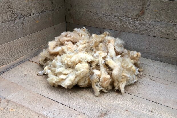 500 g A-Klasse - Llawnenog (Chamois)