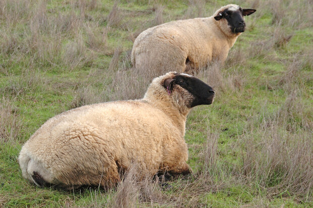 500 g A-Klasse - Llawnenog (Chamois)