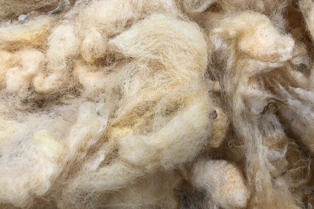 500 g A-Klasse - Llawnenog (Chamois)