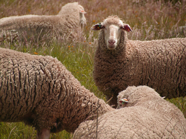 Gezwirntes Strickgarn LL 183 m - Merinoschaf (Wollweis)