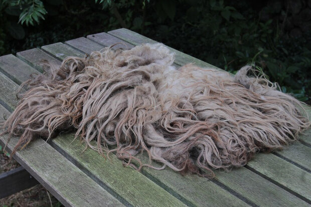 Viertel (¼) Fell A-Klasse - Drenter Heideschaf (Meliert)