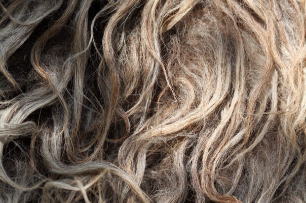 Viertel (¼) Fell A-Klasse - Drenter Heideschaf (Meliert)