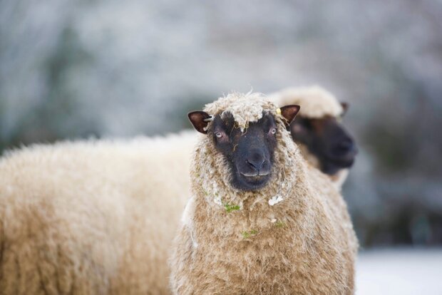 500 g gewaschene Vlieswolle - Llanwenog (Chamois)