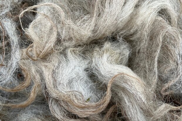 500 g A-Klasse - Drenter Heideschaf (Meliert)