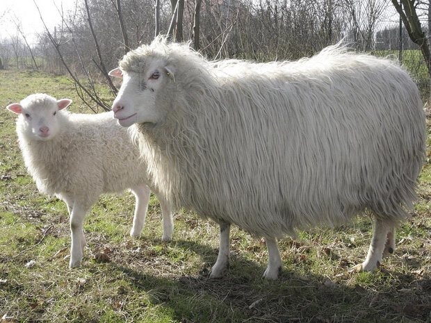 500 g A-Klasse - Moorschnucke (Elfenbeinfarbig)