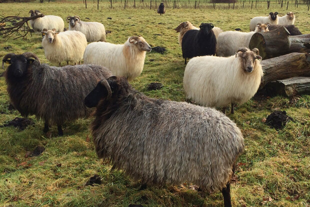 Gezwirntes Strickgarn LL 130 m - Drenter Heideschaf Lammwolle (Wollweis)
