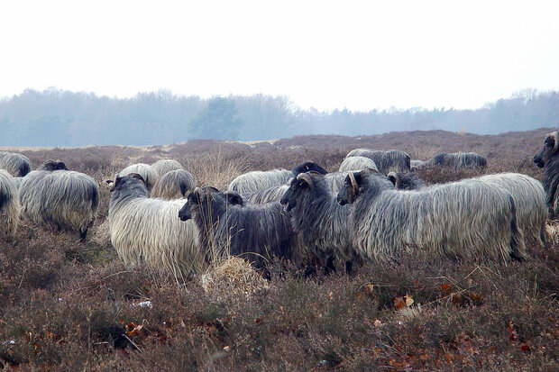 Ganzes Fell A-Klasse - Heidschnucke (Silbergrau)