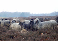 Kauf von Heidschnucken – Juli 2016 