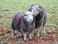 Beginn der Decksaison – November 2016 Beginn der Decksaison – November 2016